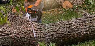 Best Storm Damage Tree Cleanup  in St Paul, VA