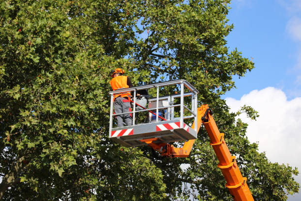 Best Tree Mulching  in St Paul, VA