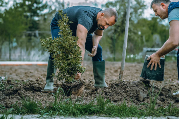 Best Tree Maintenance Programs  in St Paul, VA