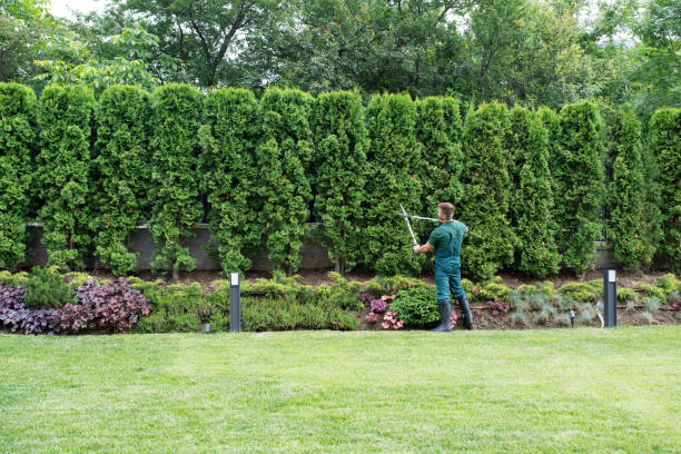 Best Arborist Consultation Services  in St Paul, VA