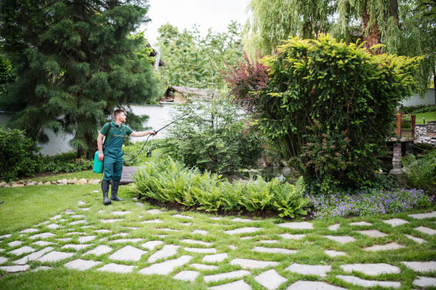 Best Lawn Drainage Solutions  in St Paul, VA
