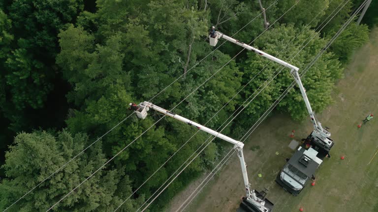 Professional Tree Services in St Paul, VA