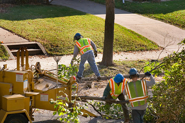 Best Tree Preservation Services  in St Paul, VA