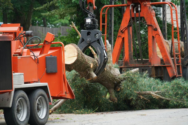 Best Palm Tree Trimming  in St Paul, VA