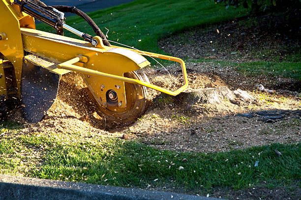 Best Organic Lawn Care Solutions  in St Paul, VA