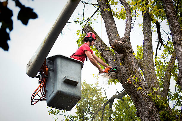 How Our Tree Care Process Works  in  St Paul, VA