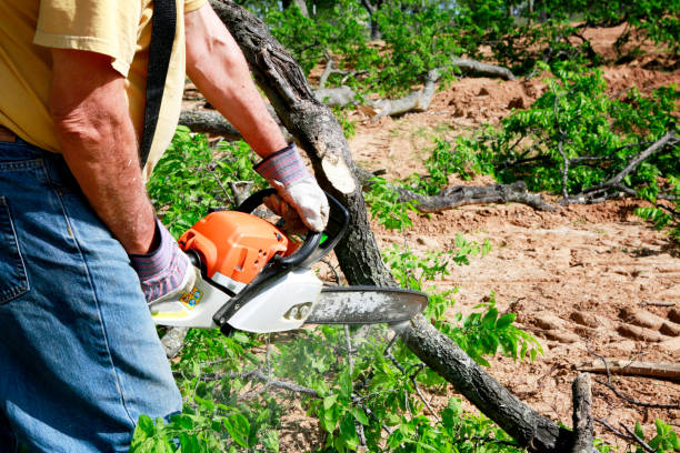 Best Lawn Grading and Leveling  in St Paul, VA